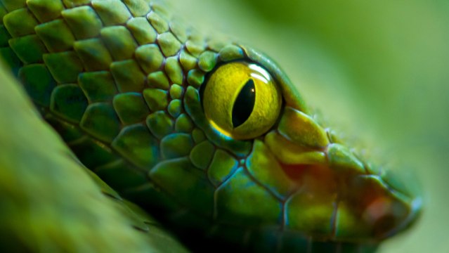 Otomobile giren yılan kazaya neden oldu