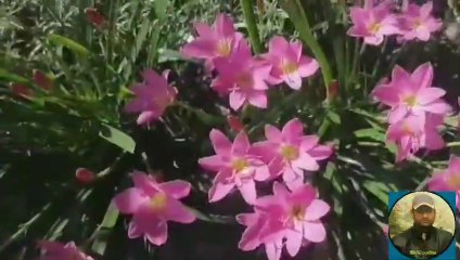 Our village flowers, beautiful so beautiful