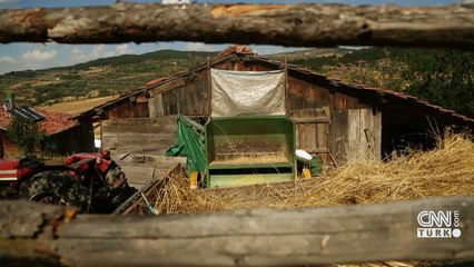 Son Dakika Haberleri: Modern buğdayın atası: Siyez  | Video