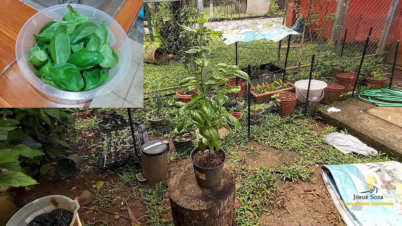 Prolongar vida de Albahaca
