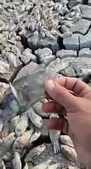 Los peces en Laguna Cabral mueren a causa de la sequía
