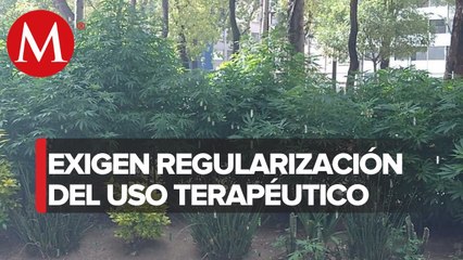 Activistas piden regular uso de mariguana con sembradío frente a Senado