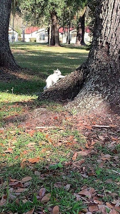 A Pair of Adorable Pale Squirrels