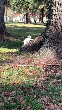 A Pair of Adorable Pale Squirrels
