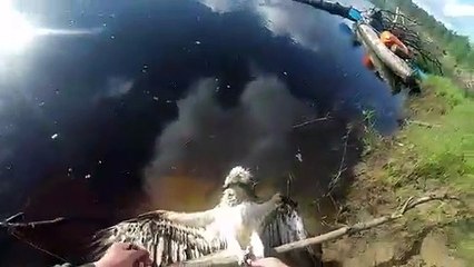 Un balbuzard pêcheur pris dans du fil de pêche