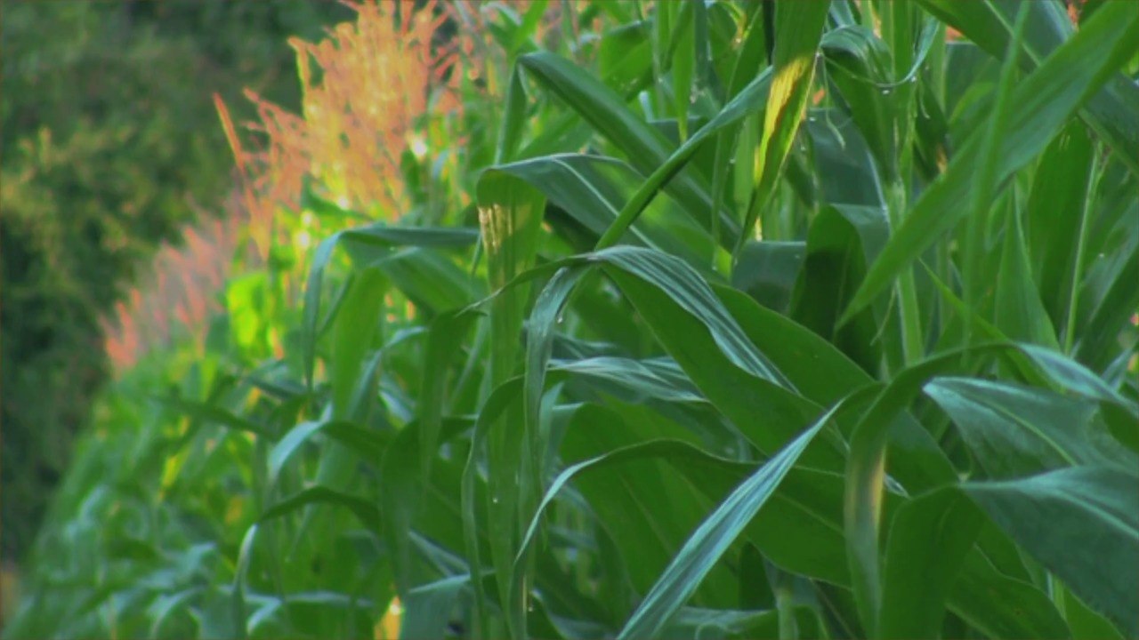 How to Remove Corn Silk Easily