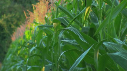 How to Remove Corn Silk Easily