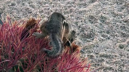 Adorable Desert Squirrel Finds a Cactus Treat