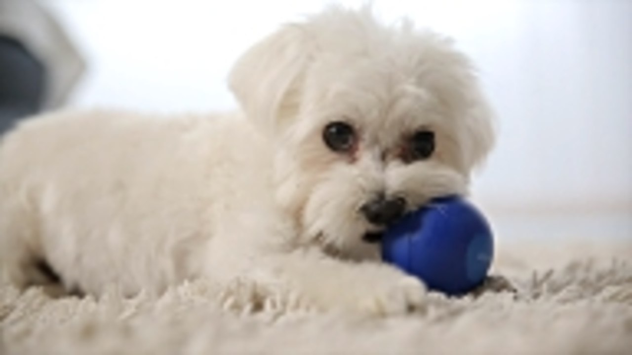 Are There Really Behavioral Differences Between Male and Female Dogs?