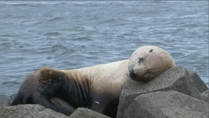 Rare sighting of Steller sea lion at China’s Dandong port