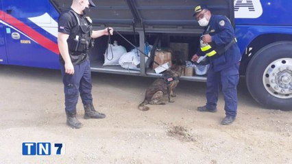tn7-Perros policía han detectado 743 kg de droga en lo que va del año-160720
