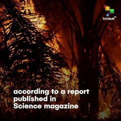 Exports From Brazil Produced On Illegally Deforested Land