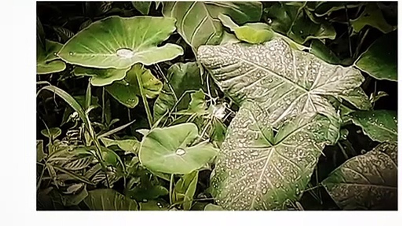 Some of our Photographical Memories __ Nature Photography