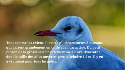 Les oiseaux : les meilleurs animaux de compagnies