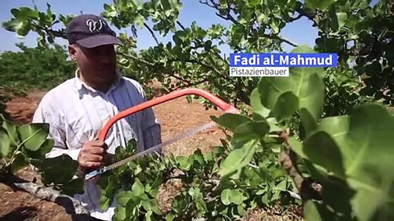 Syriens Pistazienbauern kehren auf ihre Felder zurück