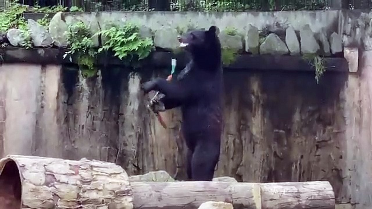 Un ours fait du nunchaku