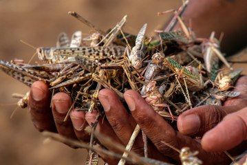 यहां 1 किलो टिड्डी पकडऩे पर मिलते हैं 500 रुपए, 2 ग्राम की होती है एक टिड्डी