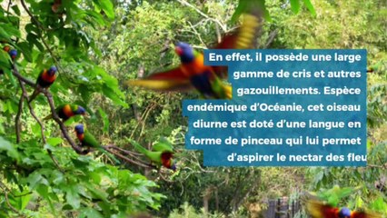 Les plus beaux oiseaux du mondes