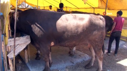 Hayvan pazarlarında sosyal mesafeli pazarlıklar başladı