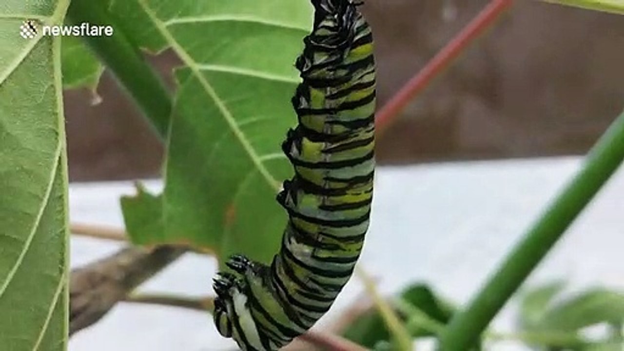 Incredible timelapse documents monarch caterpillar's chrysalis transformation