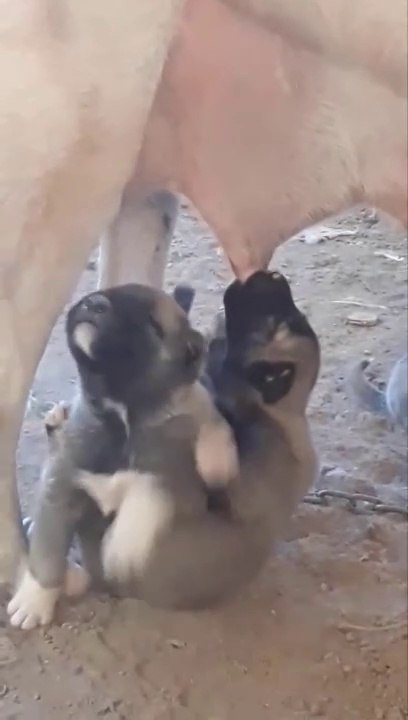 YT SiVAS KANGAL KOPEK YAVRULARI SABAH KAHVALTISI - SiVAS KANGAL DOG PUPPiES BREAKFAST