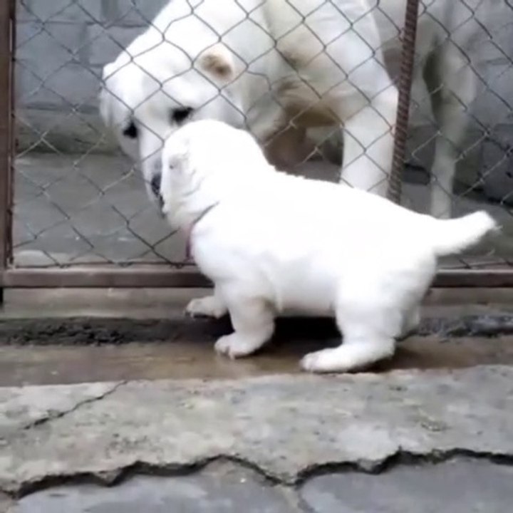 TURKMEN ALABAY COBAN KOPEGi YAVRUSU ve ANNESi - TURKMEN ALABAI SHEPHERD DOG PUPPY and MOM