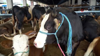 Günlük 4 bin hayvan kapasiteli tesiste ilk pazarlığı Başkan Dündar yaptı