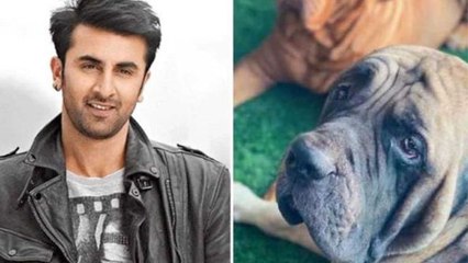 Ranbir Kapoor पर उनके पालतू  कुत्ते ने किया अटैक, जल्दी में  जाना पड़ा अस्पताल | FilmiBeat