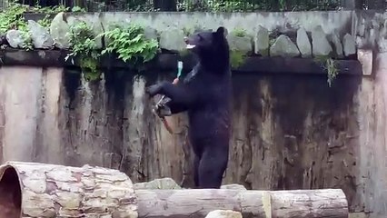 Cet ours est doué en nunchaku