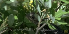 Himalayan Agama eats Berberis flowers in India : ayurvedic lizard?