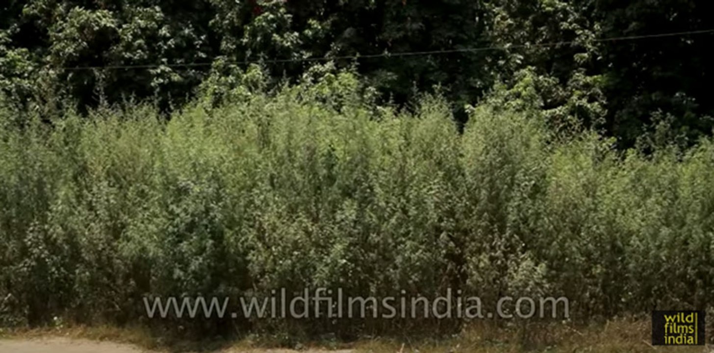 Marijuana weed that is 9 feet tall grows along this highway in India ...