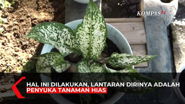Isi Waktu Luang di Tengah Pandemi, Ibu Rumah Tangga Ini Berkebun Tanaman Hias
