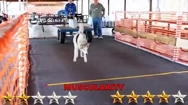 Husky VS German, Shepherd ,- Aspin