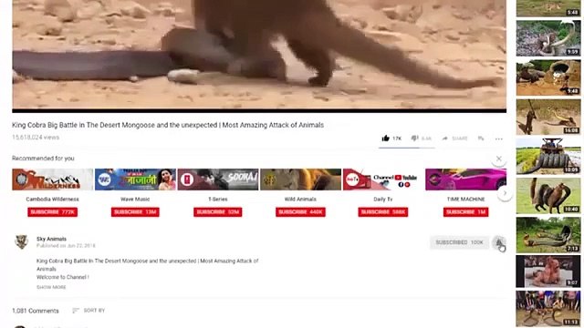 King Cobra Big ,Battle In The ,Desert Honey Badger, - Snake Vs Mongoose, Amazing Attack, of Animals