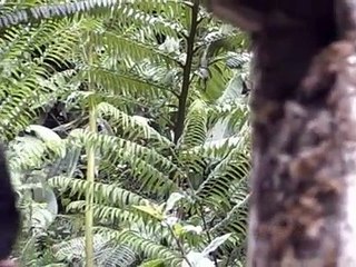 Catur Arum - Kembang Gelang [Official Music Video]