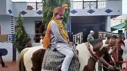 घोड़े पर सवार होकर तुलसी सिलावट के लिए वोट मांगने निकले सांसद लालवानी, देखिए वीडियो