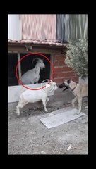 COBAN KOPEGi vs OGLAK - ANATOLiAN SHEPHERD DOG vs GOAT