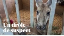 Quand la police de Floride arrête... un kangourou