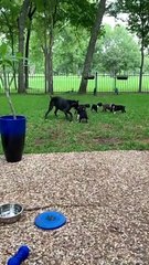 Boxer Puppies Play with Dad