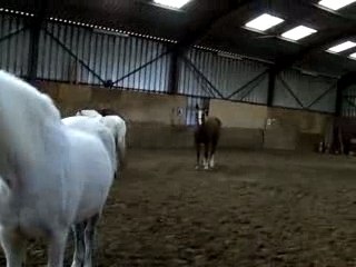 Whities et les juments