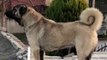 BAKIMLI SiMiT KUYRUK SiVAS KANGAL KOPEGi - ANATOLiAN SHEPHERD SiVAS KANGAL DOG