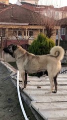 Descargar video: BAKIMLI SiMiT KUYRUK SiVAS KANGAL KOPEGi - ANATOLiAN SHEPHERD SiVAS KANGAL DOG