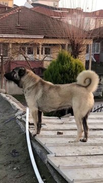 BAKIMLI SiMiT KUYRUK SiVAS KANGAL KOPEGi - ANATOLiAN SHEPHERD SiVAS KANGAL DOG