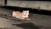Tiger sits leisurely on highway, blocks traffic for hours