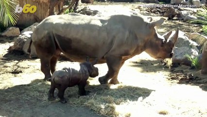 It’s a Boy! White Rhinoceros Calf Born in Latin America