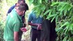 Leopard rescued after trapping itself in snare in Sri Lanka