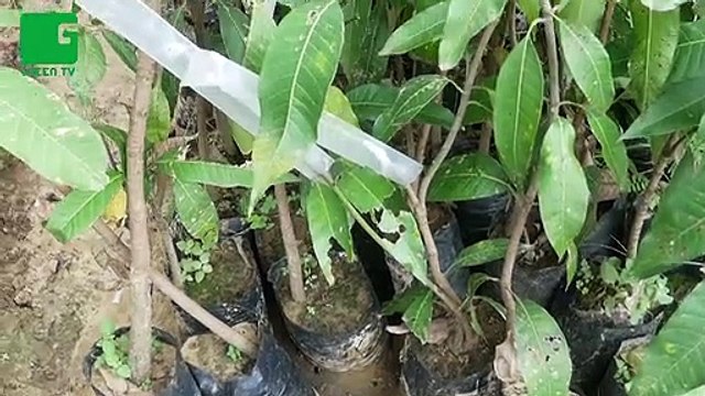 Kisan जाने Mango Grafting Technique : How To Do Grafting | Mango Farmer | Green TV India