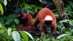 Double happiness: endangered red ruffed lemur twins now welcoming Singapore Zoo visitors