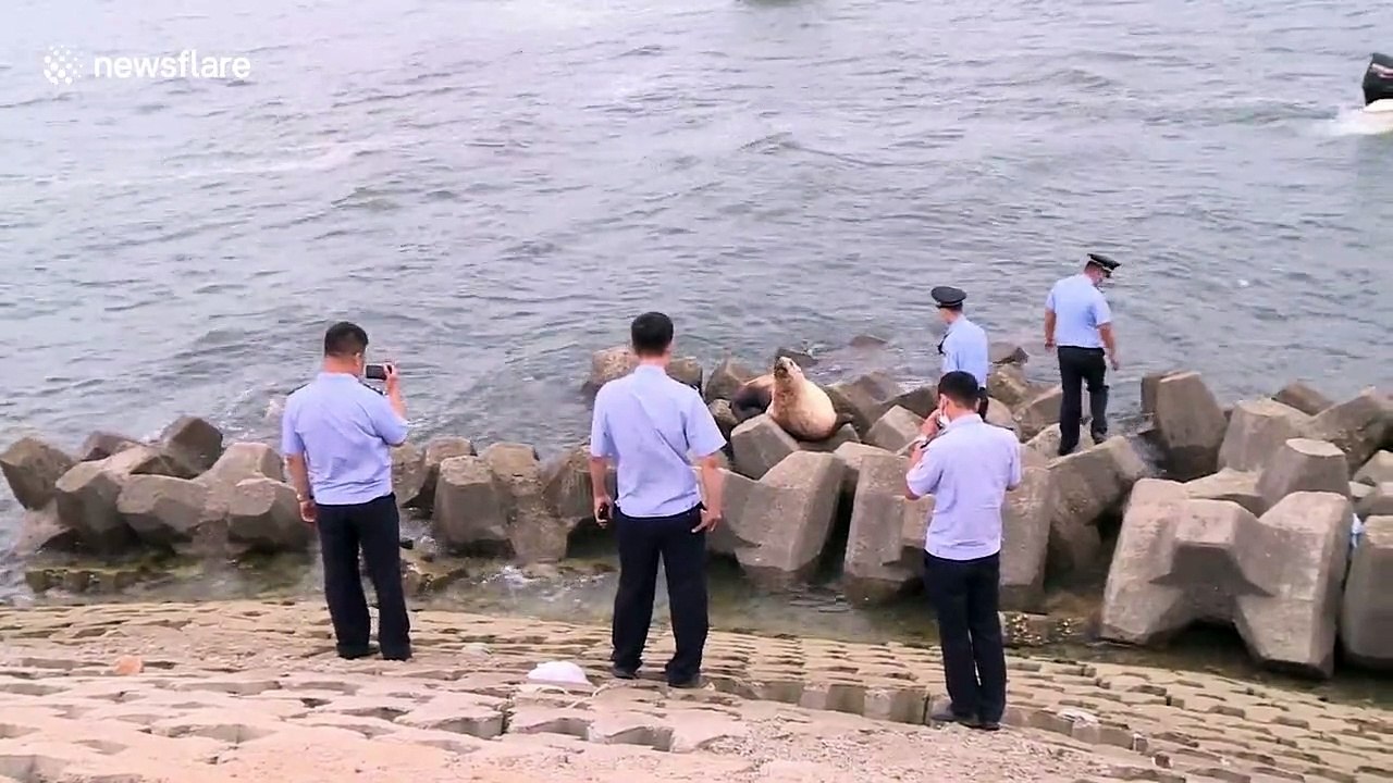 Police officers feed rare Steller sea lion found on north Chinese coast
