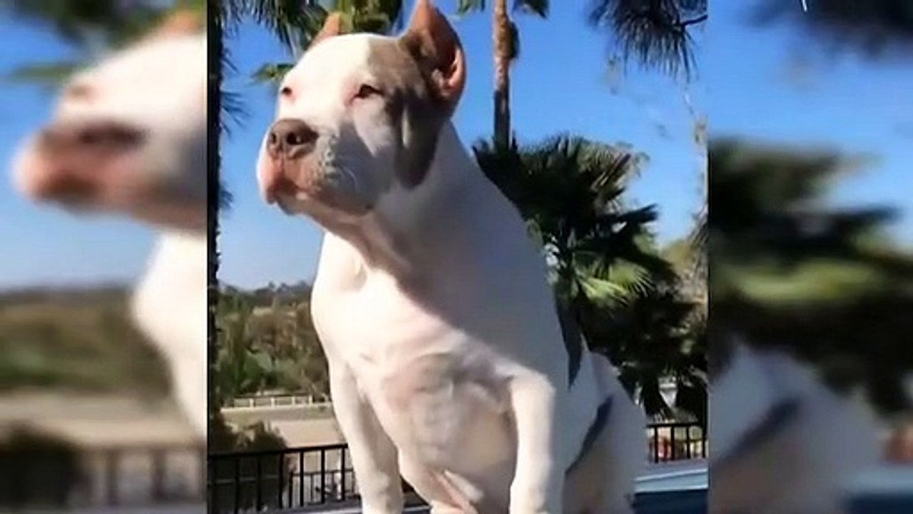 Pitbull videosu